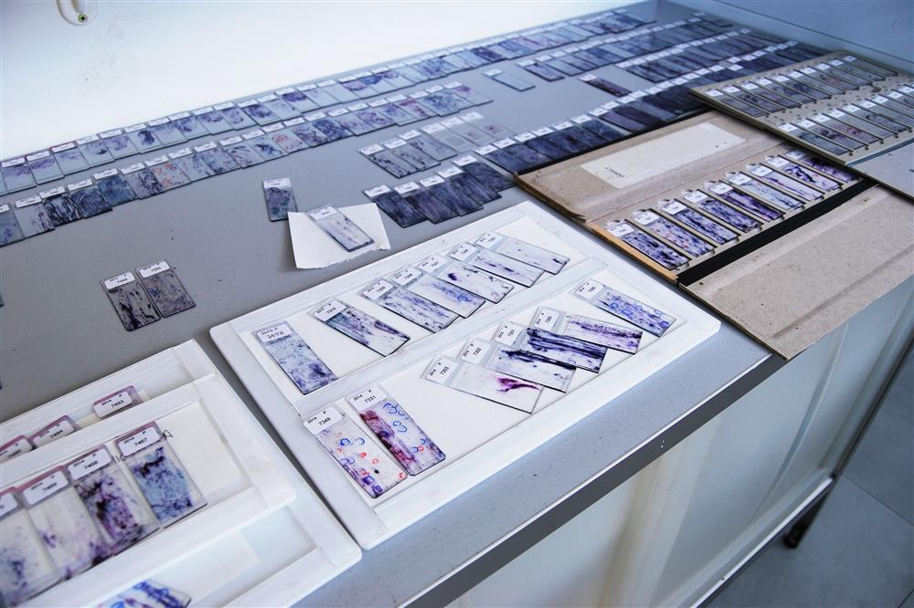 Laboratorio LePleiadi