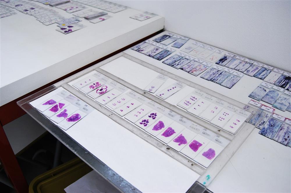 Laboratorio LePleiadi